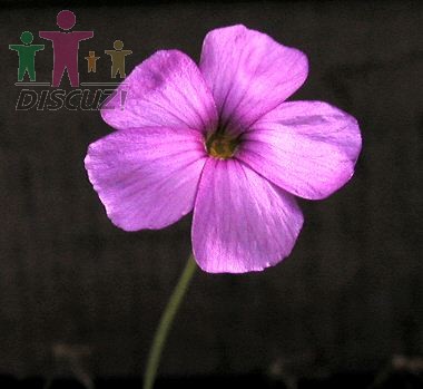 Oxalis livida2.jpg