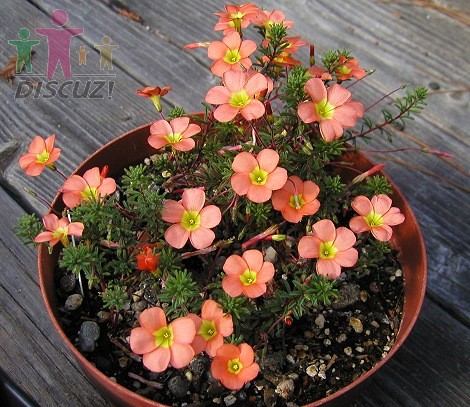 Oxalis massoniana.jpg