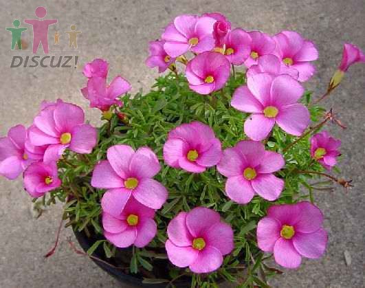 Oxalis glabra.jpg
