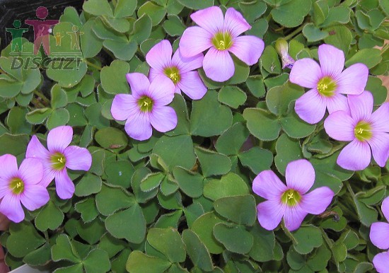 Oxalis zeekoevleyensis.jpg