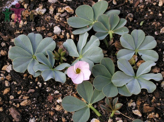 Oxalis lupinifolia.jpg