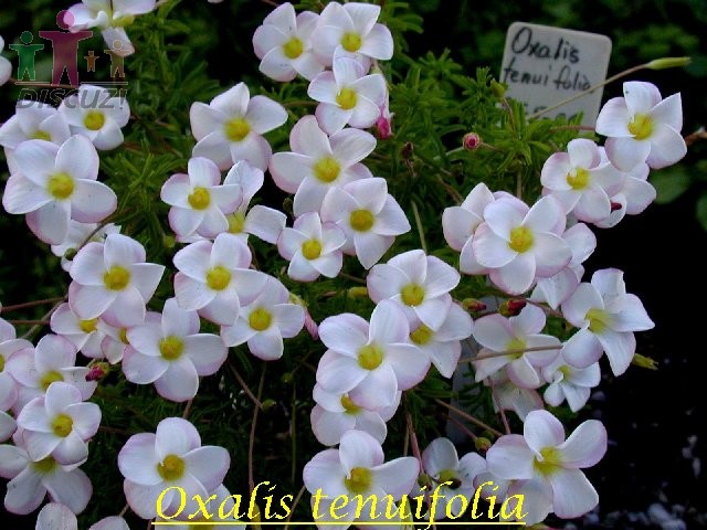 Oxalis tenuifolia.jpg