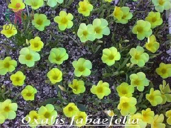Oxalis fabaefolia.jpg