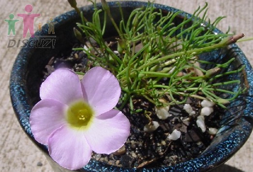 Oxalis polyphylla heptaphylla.jpg