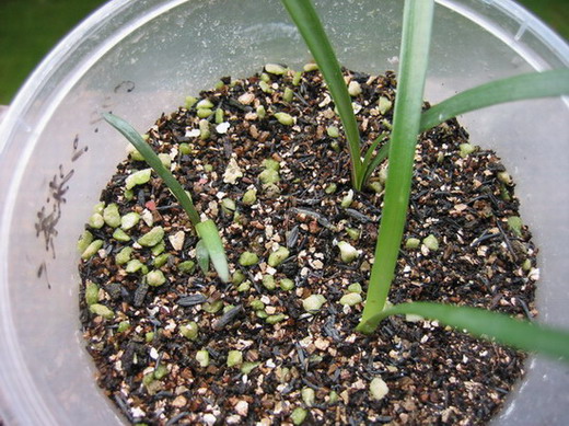 8��16��С��