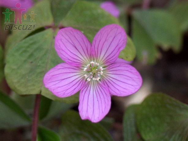 Oxalis griffithii2.jpg