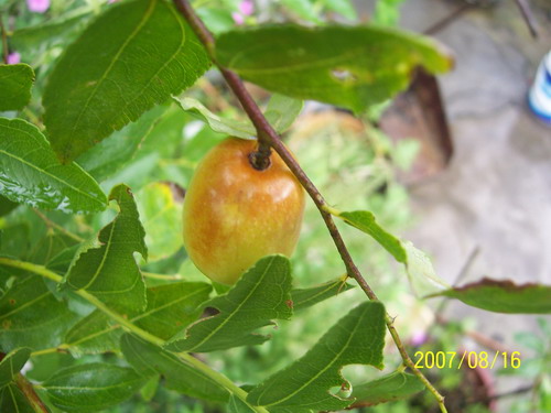 20070413 318.jpg