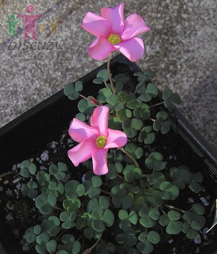 Oxalis convexula3.jpg