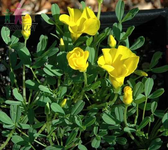 Oxalis namaquana3.jpg