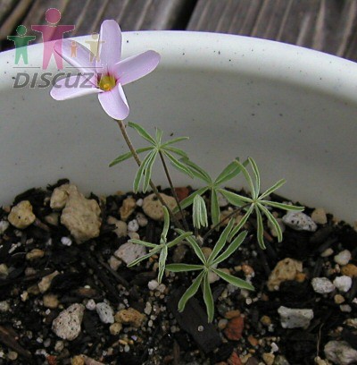 Oxalis engleriana.jpg