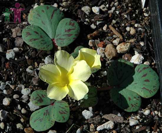 Oxalis luteola spotted.jpg