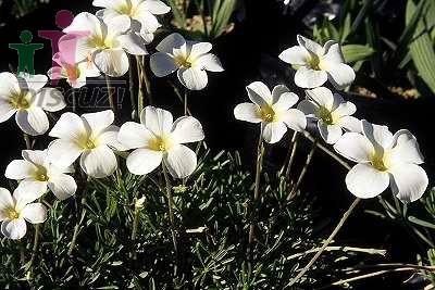 Oxalis cathara.jpg