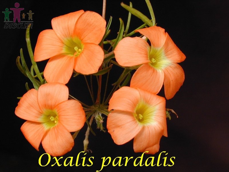Oxalis pardalis.jpg