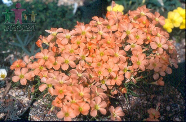 Oxalis karooica.jpg