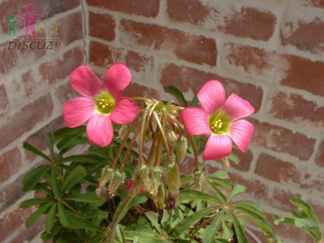 Oxalis lasiandra2.jpg