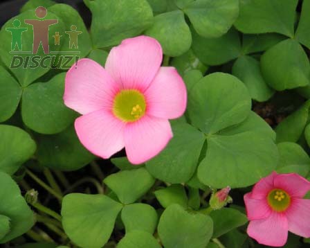 Oxalis purpurea2.jpg