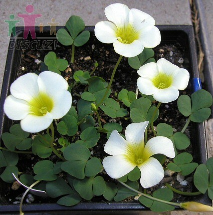 Oxalis ambigua2.jpg