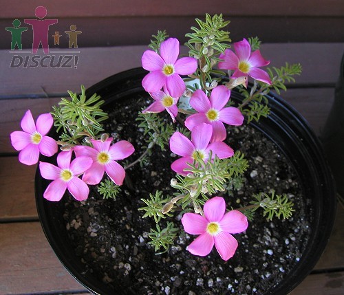 Oxalis hirta4.jpg