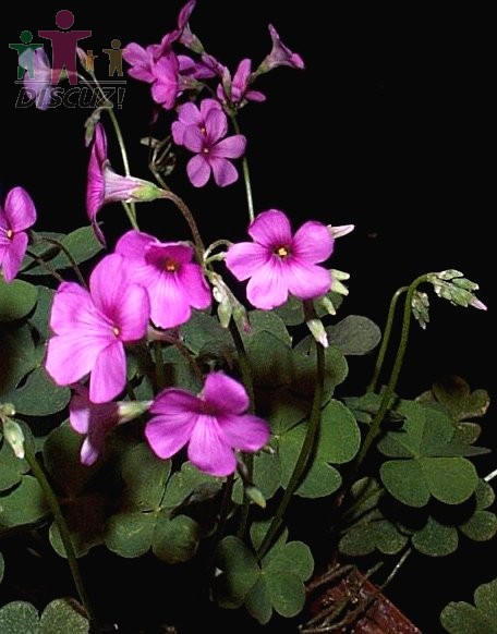 Oxalis rubra.jpg