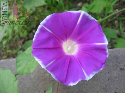 20070530_3c808fbb0f2cb0f089f2eaxt0YHni6md.jpg
