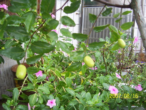 20070413 319.jpg