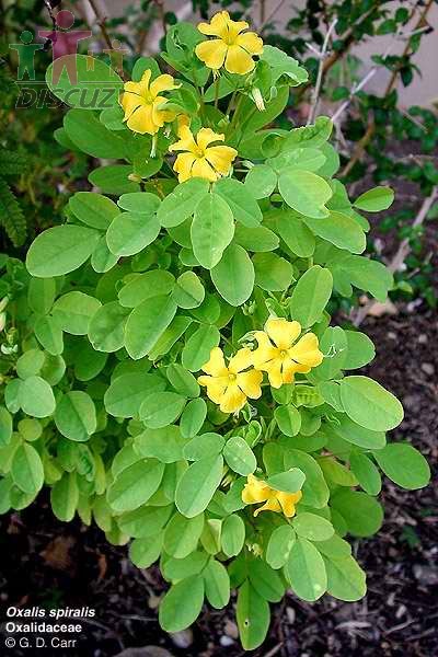 Oxalis spiralis3.jpg