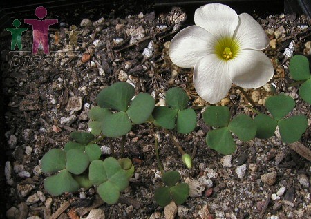 Oxalis depressa.jpg