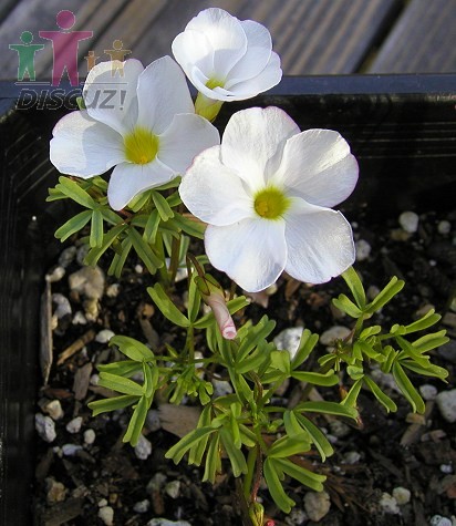 Oxalis goniorhiza.jpg