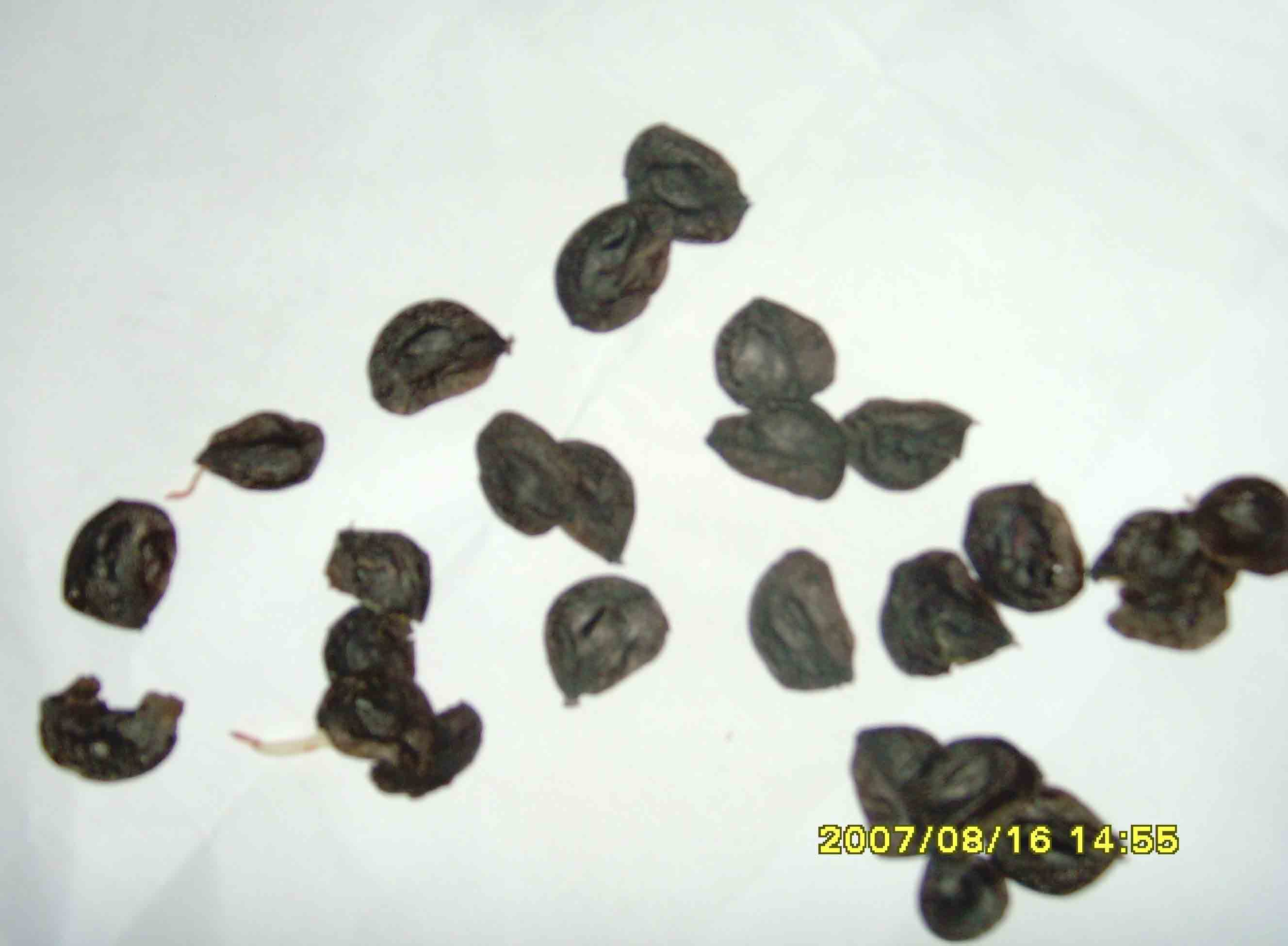 SNV31290.jpg