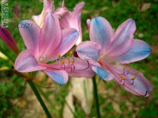 ��ϲ�������ɫ