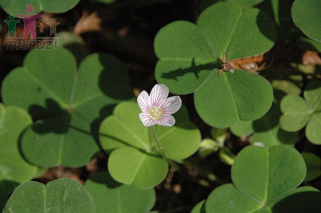 Oxalis oregana4.jpg