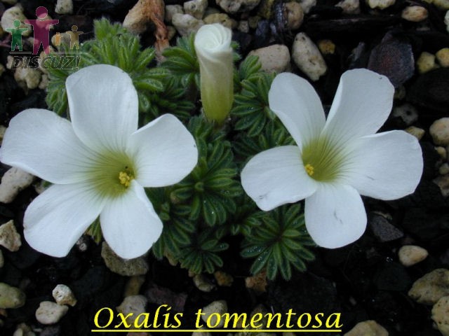 Oxalis tomentosa2.jpg