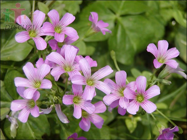 Oxalis corymbosa.jpg