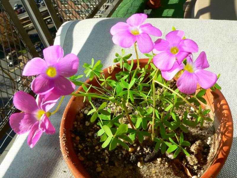 Oxalis stallata.jpg
