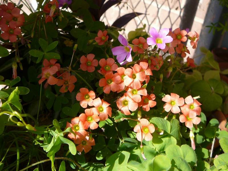 Oxalis Stenorrhyncha2.jpg