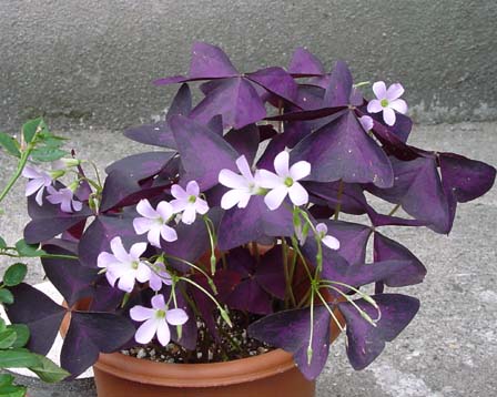 Oxalis regnellii.jpg