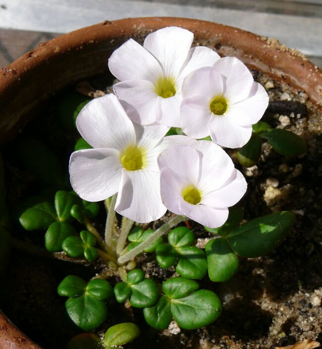 Oxalis collection ansarabia.jpg