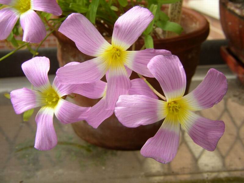 Oxalis comosa.jpg