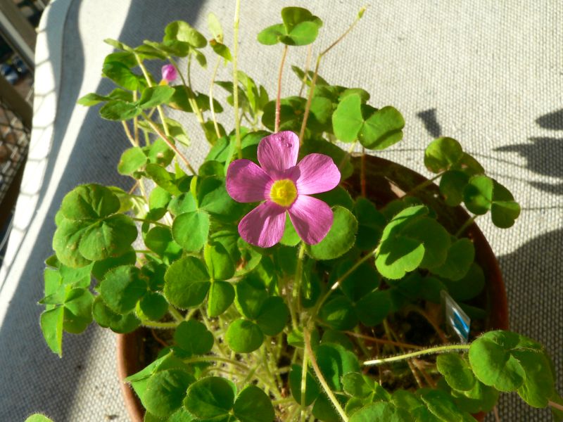 Oxalis imbricata.jpg
