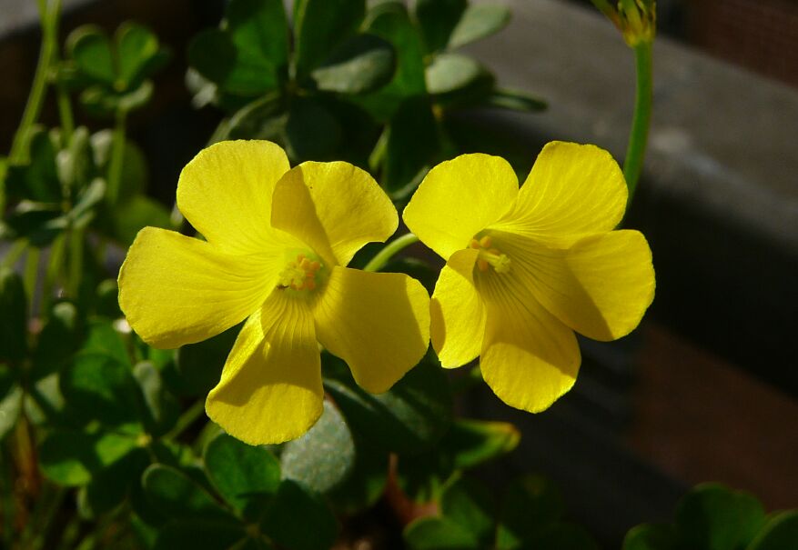 Oxalis haedulipes2.jpg