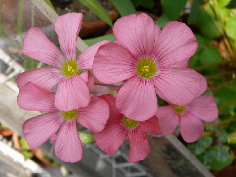 Oxalis semiloba2.jpg