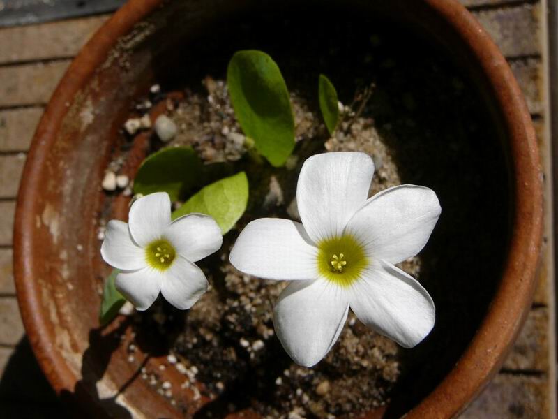 Oxalis monophylla.jpg