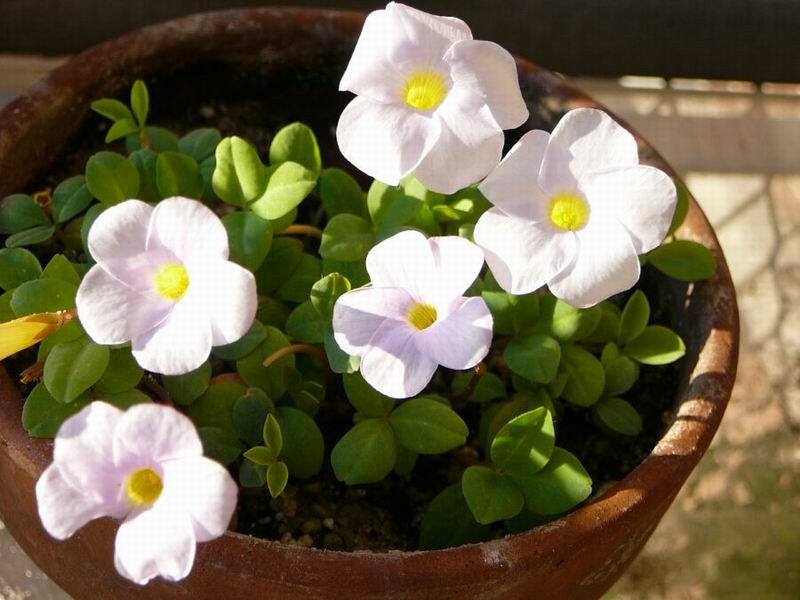 Oxalis nidulans2.jpg