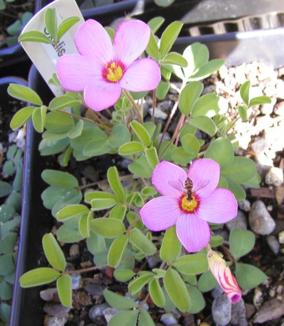 Oxalis callosa2.jpg