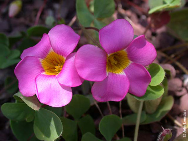 Oxalis obliquifolia.jpg