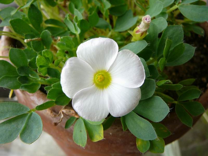 Oxalis hawthornides.jpg