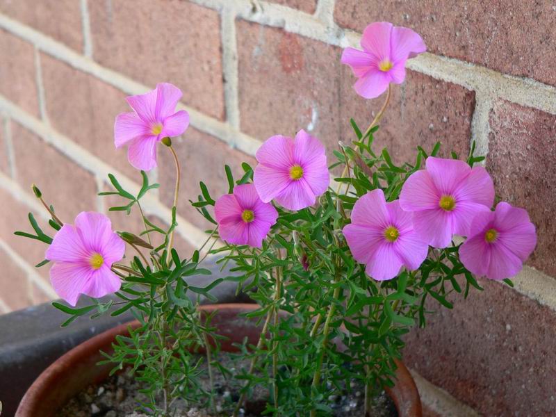 Oxalis bifurca2.jpg
