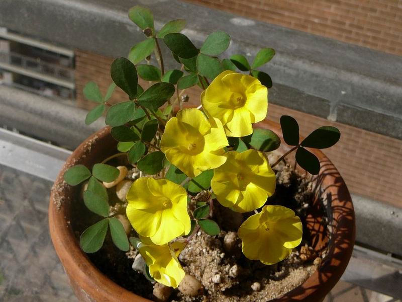 Oxalis rhomboidea3.jpg