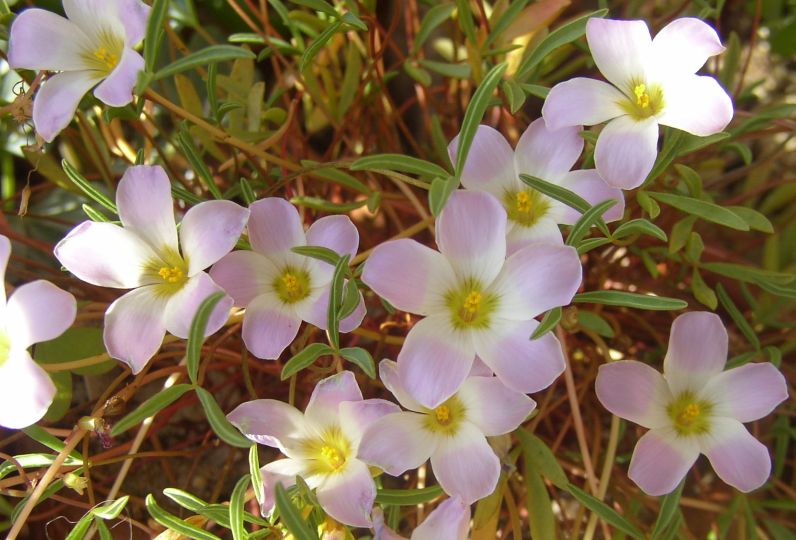 Oxalis kamiesbergensis.jpg