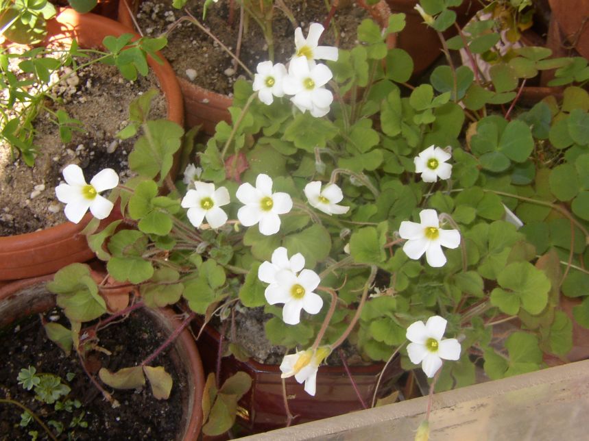 Oxalis virginia.jpg